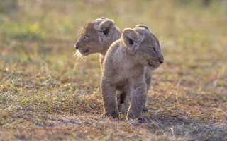 Lions autumn wildlife field blurry - free animals wallpaper
