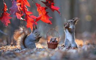 Squirrels nuts basket autumn tree - nuts free wallpaper