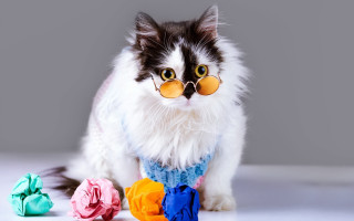 Cat glasses sweater origami table - sophisticated free wallpaper