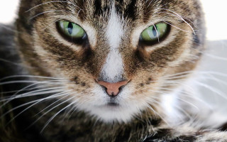 Cat green eyes serious look 3 - eye free wallpaper for desktop