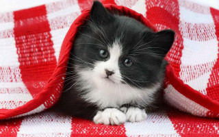 Black white kitten under blanket - kitten free wallpaper