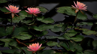 Pink water lilies pond leaves - water lily free wallpaper