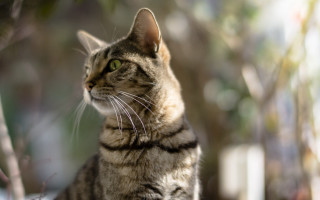 Cat sitting ledge looking up - a ledge free wallpaper