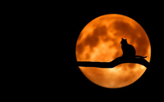 Bird moon night gothic red - full moon free wallpaper