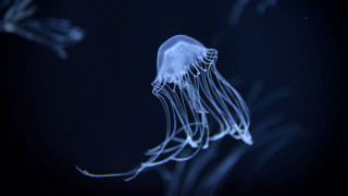 Jellyfish night bioluminescence hologram blue - bioluminescence free wallpaper