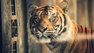 Sumatran tiger window camera animal - a tiger free wallpaper