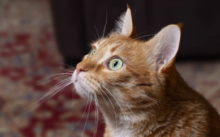 Curious cat red carpet blurry - a curious look free wallpaper