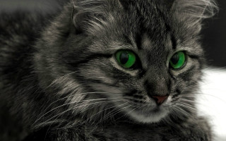 Sad cat green eyes gothic - a table free wallpaper for desktop