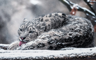 Snow leopard licking snowy table - a snowy background free wallpaper