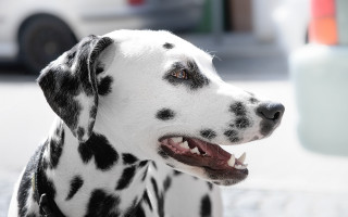 Dalmatian blackwhite face white car - pattern free wallpaper