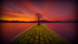 Lone tree brick walkway sunset - amazing free wallpaper
