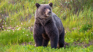 Brown bear field flowers forest - a large brown bear free wallpaper