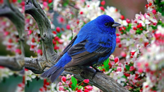 Blue bird branch flower ecological - a green leaf free wallpaper