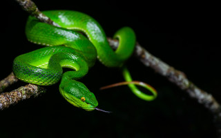 Green snake curling branch dark - a green snake free wallpaper