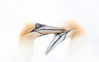 Bird closeup blueeye shiny photorealistic - a close up of a bird free wallpaper