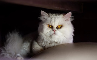 White cat yellow eyes serious 2 - symmetrical eye free wallpaper