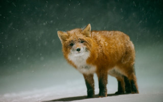 Red fox snow blurry starry - eye closed free wallpaper