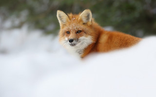 Red fox snowy background sharp - a red fox free wallpaper