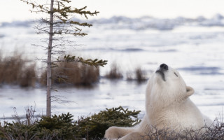 Polar bear grass tree water - polar free wallpaper