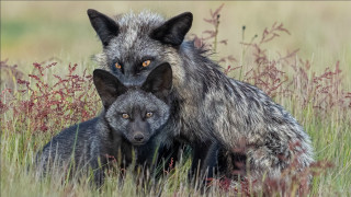 Furry animals grass flowers mountain - the grass together free wallpaper