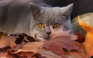 Curious yellow eyed black cat - a curious look free wallpaper