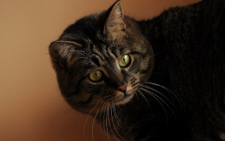 Serious black cat on table - a table free wallpaper for desktop