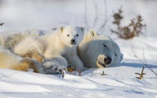 Polar bears snow ecological art 3 - two polar bear free wallpaper