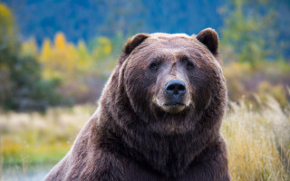 Brown bear field tall grass - tall grass and trees free wallpaper