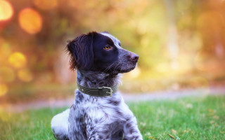 Dog grass collar bokeh outdoors - a collar free wallpaper