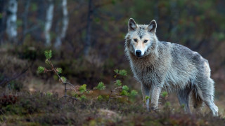 Wolf forest animal focus blurry - free dogs wallpaper