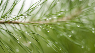 Pine water drops branch nature 2 - needle free wallpaper