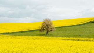 Lone tree flower field cloudy - a lone tree in a field free wallpaper