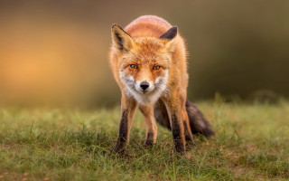 Red fox walking green field - a red fox free wallpaper