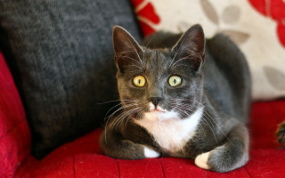 Cat red couch black white - pillow free wallpaper