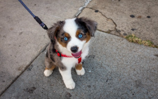 Dog blue eyes sitting sidewalk - a leash free wallpaper