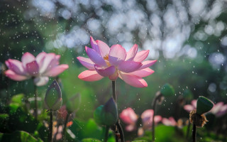 Pink flower rain drops bokeh - green grass and trees free wallpaper