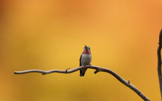 Small bird perched rain yellow - spot free wallpaper