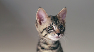 Sad kitten looking camera sitting - its face and ears free wallpaper