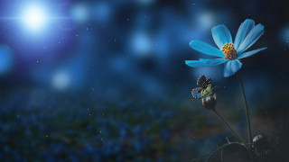 Blue flower yellow center field - firefly free wallpaper