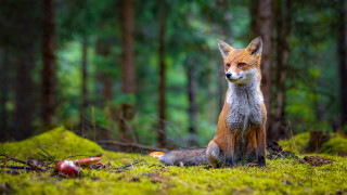 Fox grass forest apple animal - a fox free wallpaper