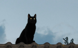 Black cat roof glowing eyes - a black cat free wallpaper