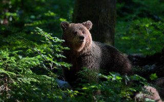 Brown bear woods sad eye - a brown bear free wallpaper