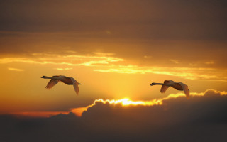 Birds sunset clouds flying horizon - two bird free wallpaper for desktop