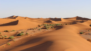 Desert trees bushes matte painting - camille bouvagne free wallpaper for desktop