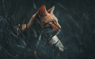 Cat tallgrass blueeyes animalportrait rainy - the tall grass free wallpaper