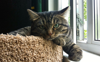 Cat sitting on tree looking - the window free wallpaper