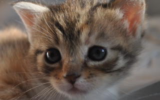 Kitten blackeye white nose macro - a black eye free wallpaper
