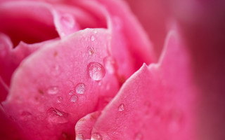 Pink flower water droplets macro 29 - the petal free wallpaper