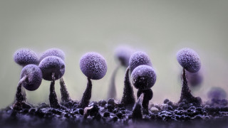 Purple mushrooms field macro funk - macro art free wallpaper