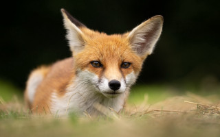 Small fox grass field blurry - the background and a blurry background free wallpaper